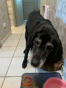 Chien perdu à Montceau