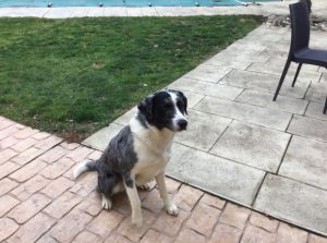 Chien trouvé