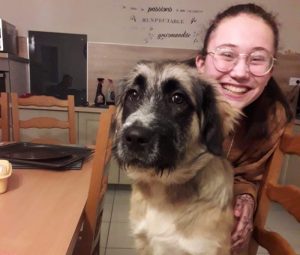 Chien perdu à Montceau