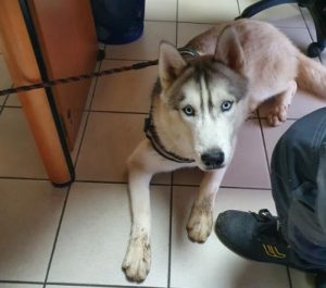 Chien perdu à Pouilloux