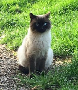 Chat perdu à Ciry-le-Noble