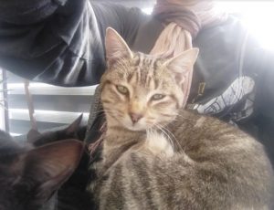 Chat perdu à Sanvignes
