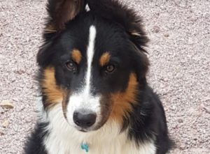 Chien perdu à Sanvignes