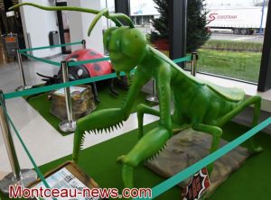 Montceau-les-Mines : Des insectes géants