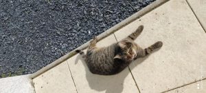 Chat perdu à Montceau-les-Mines