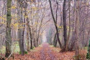 Journée internationale des forêts, ce dimanche 21 mars