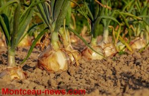 Le printemps est arrivé ! Ou presque !