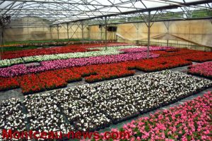 Dispositif de compensation des pertes subies pour les horticulteurs dans le contexte Covid-19