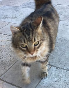 Chat trouvé à Blanzy