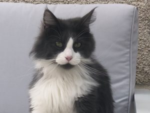 Chat perdu à Montceau