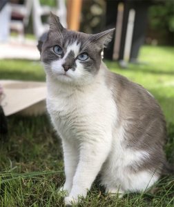 Chat perdu à Montceau