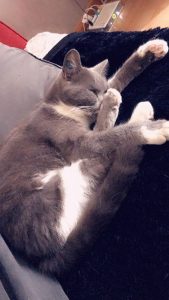 Chat perdu à Sanvignes