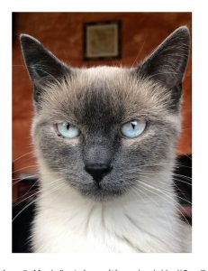 Chat perdu à Sanvignes