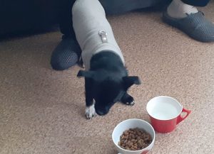 Chien trouvé à Montceau