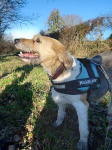 Chien perdu à Montceau