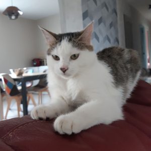 Chat perdu à Montceau