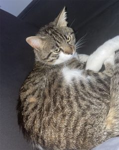 Chat perdu à Montceau
