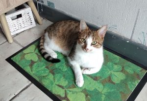 Chat perdu à Montceau