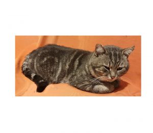 Chat perdu à Montceau