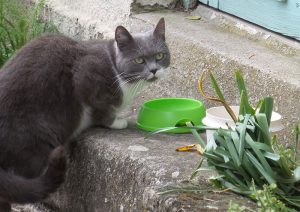 A QUI EST CE CHAT ?