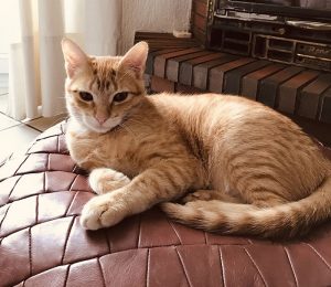 Chat perdu à Montceau