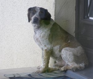 Chien perdu à Montceau