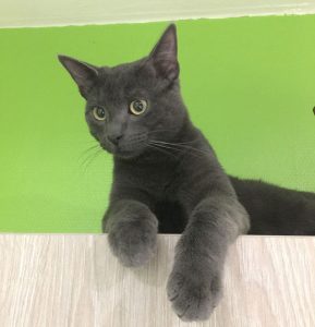 Chat perdu