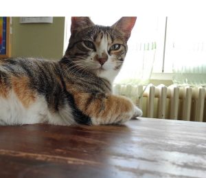 Chat perdu à Sanvignes