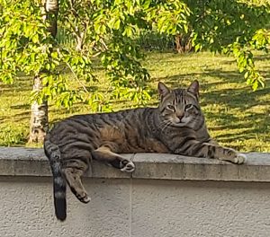 Chat perdu