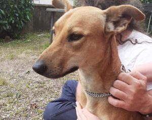 Chien trouvé à Montceau