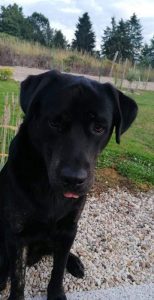 Chien perdu à Montceau