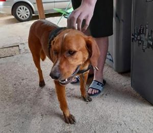 Chien trouvé