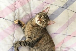 Chat perdu