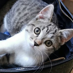 Disparition d&rsquo;un bébé chat
