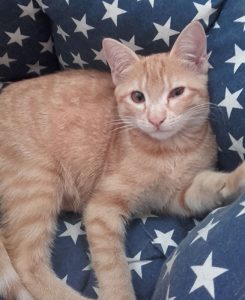 Chat perdu