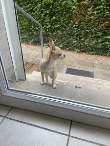 Chien trouvé