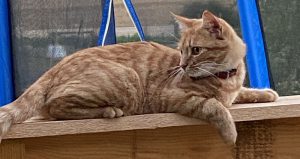 Chat perdu