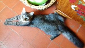 Chat perdu