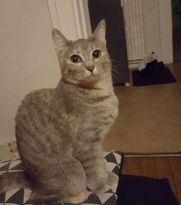 Chat perdu