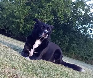 Chien perdu à Montceau