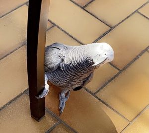 Disparu à Montceau