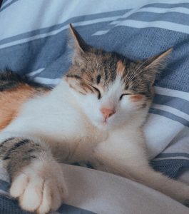 Chat perdu