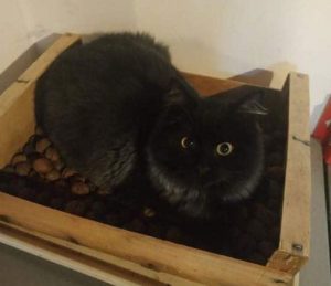 Chat perdu