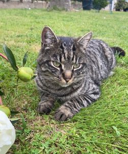 Chat perdu