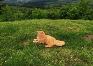 Chat perdu