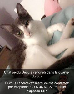 Chat perdu