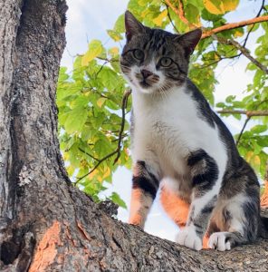 Chat perdu