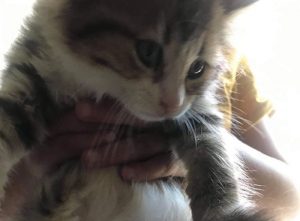 Chat perdu