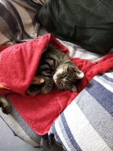 Chat perdu à Sanvignes