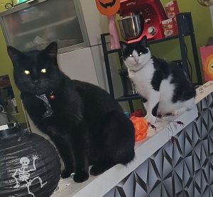 Chat perdu